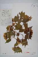 藏品(三角楓)的圖片