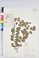 藏品(葉底珠、市蔥密花葉底珠)的圖片