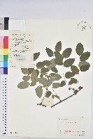 藏品(青灰葉下珠)的圖片