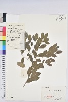 藏品(葉底珠、市蔥密花葉底珠)的圖片