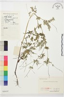 藏品(還亮草)的圖片