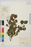 藏品(圓葉鼠李)的圖片