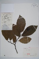 藏品(破布烏)的圖片