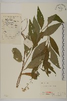 藏品(珍珠蒿、奇蒿)的圖片