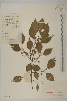 藏品(白杜)的圖片