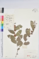 藏品(紅毛饅頭果)的圖片