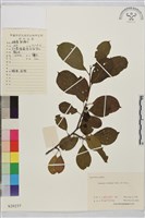 藏品(鈍齒鼠李)的圖片