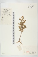 藏品(費菜)的圖片