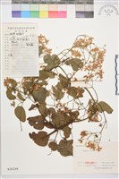 藏品(圓錐鐵線蓮)的圖片