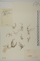 藏品(瓜槌草、漆姑草)的圖片