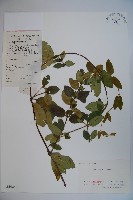 藏品(忍冬、金銀花)的圖片