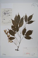 藏品(建始槭)的圖片