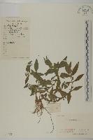 藏品(鱧腸)的圖片