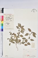 藏品(鐵莧菜)的圖片