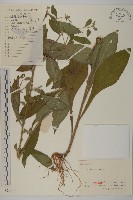 藏品(杓兒菜)的圖片