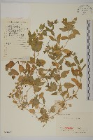 藏品(繁縷)的圖片