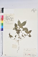 藏品(鐵莧菜)的圖片