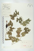 藏品(括樓)的圖片