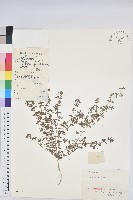 藏品(斑地錦)的圖片