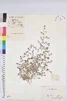 藏品(地錦)的圖片