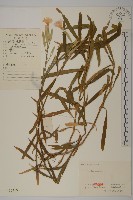 藏品(楓香、楓樹)的圖片