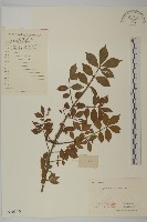 藏品(衛矛)的圖片