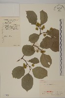 藏品(南蛇藤)的圖片