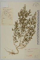 藏品(小葉藜)的圖片