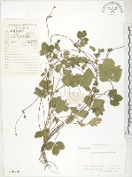 藏品(蛇莓、地莓、龍吐珠)的圖片