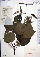 藏品(梧桐)的圖片