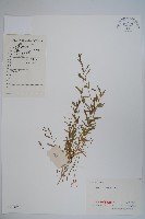 藏品(半邊蓮、鐮磨仔草)的圖片