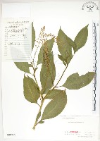 藏品(美洲商陸)的圖片