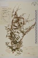 藏品(艾蒿)的圖片