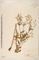 藏品(白頂飛蓬)的圖片