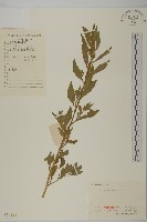 藏品(臭杏、土荊芥)的圖片