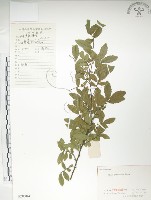 藏品(紅雞油、榔榆)的圖片