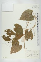 藏品(斑花青牛膽)的圖片