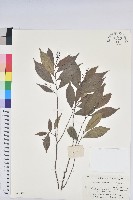 藏品(日本五月茶、南投五月茶)的圖片