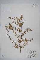 藏品(小葉六道木)的圖片