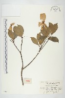 藏品(四照花)的圖片