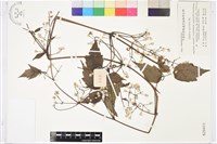 藏品(女萎)的圖片