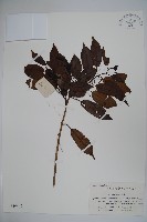 藏品(刻脈冬青)的圖片