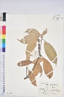 藏品(阿里山三斗石櫟、硬斗柯)的圖片