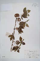 藏品(五加)的圖片