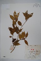 藏品(盤柱冬青)的圖片