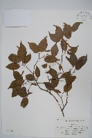 藏品(紫槭)的圖片