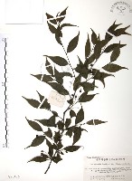 藏品(燈稱花、烏雞骨)的圖片