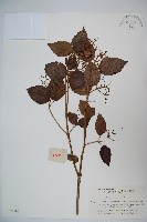 藏品(南方莢迷)的圖片