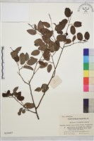 藏品(牯嶺勾兒菜, 臺灣黃鱔藤)的圖片