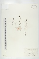 藏品(茅膏菜)的圖片